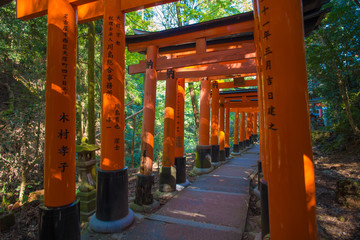 Fototapeta na wymiar Torii gates in Fushimi Inari Shrine, Kyoto, Japan 