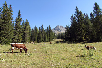 Come la maggior parte degli Artiodattili, il bue ha arti parassonici e quattro dita sia nella mano che nel piede