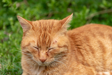 Fototapeta na wymiar Red cat lies relaxed in the grass and has a tick over the eye on the head