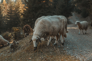 Schafherde grast neben Schotterweg