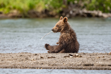 Obraz premium Ruling the landscape, brown bears of Kamchatka (Ursus arctos beringianus)