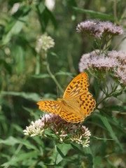 Un papillon sur une plante dans les marais