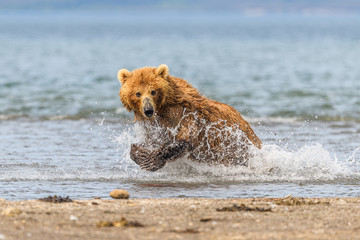 Ruling the landscape, brown bears of Kamchatka (Ursus arctos beringianus)