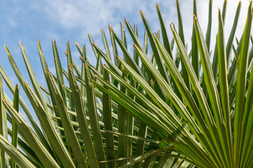 Beautiful bright green leaves of a fan palm tree close up against a blue sky with clouds