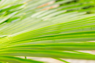 Beautiful bright green leaf of a fan palm close up, focus in the center