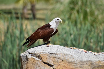 Beauval