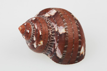 진화의 증거들-조개