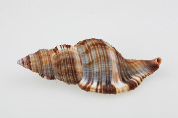 진화의 증거들-조개