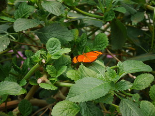 Paysage avec fleur et abeille 