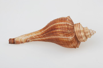 진화의 증거들-조개