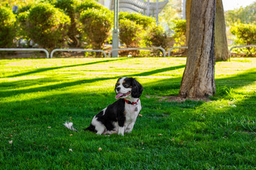 adorable happy dog portrait of King Charles spaniel looking side ways in sunny park outdoor spring nature environment for walking with domestic pets