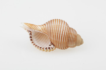 진화의 증거들-조개