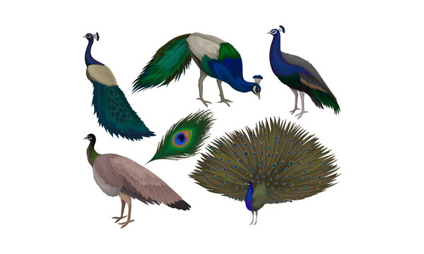 Detailed Beautiful Peacocks Vector Set. Wild Birds With Colorful Feathers