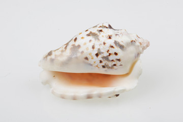 진화의 증거들-조개