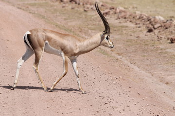 Grant Gazelle run on the road