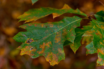 Red Oak Lef in Autumn