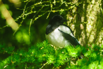 Magpie