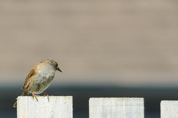 Sparrow perching on a fence post