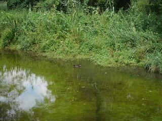 Paysage avec fleur et abeille 