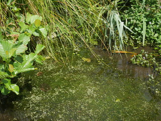 Paysage avec fleur et abeille 