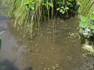 Des truites dans des marais