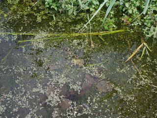 Grenouille dans un marais