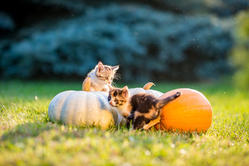 Cute siblings kittens play and sit around pumpkins on green autumn grass on a meadow. Warm evening light, photo shoot in the golden hour on October day shortly before Halloween.