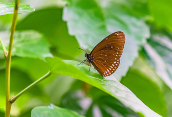 der braune papillon auf einem blatt