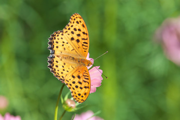 ツマグロヒョウモン