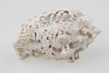 진화의 증거들-조개