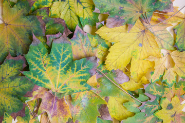 Colorful autumn leaves background, Fall texture of maple leaves, yellow, green and brown foliages pattern