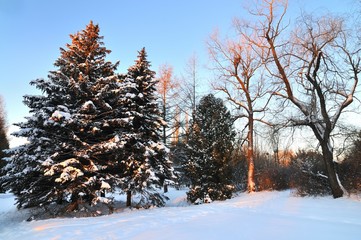 Thick fluffy snowy fir trees grow among forest
