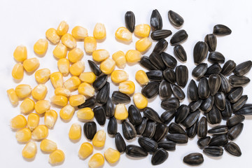 Yellow corn seeds and sunflower seeds on a white background, top view