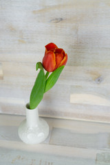 Red tulip in a white vase, wooden background with copy space