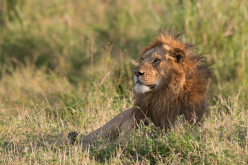 Male Lion Resting in Long Grass