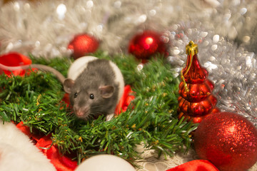 gray mouse walks among the New Year attributes. The animal is preparing for Christmas. The concept of the celebration, costumes, decorations. Symbol of the year 2020. Year of the rat. Red inscription 