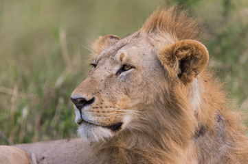 Obraz na płótnie Canvas Young Male Lion Portrait