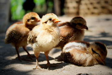 Obraz premium A group of cute little chicks and one of them looks very sleepy. Chicks with a combination of light brown and white feather colors. On a farm in the village.
