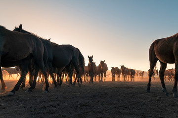 Fototapeta na wymiar Herd of wild horses silhouette. Very curious and friendly. wild horse portrait