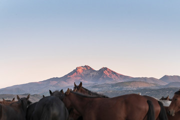 Fototapeta na wymiar Erciyes Mountain and herd of horses
