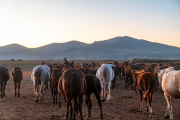 herd of wild horse walking at sunset