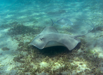 Honeycomb stingray (Himantura uarnak) at the bottom of the sea.