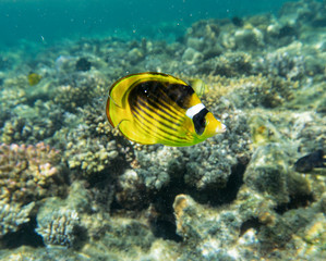 Fototapeta na wymiar Diagonal-lined butterflyfish (Chaetodon fasciatus) on the coral reef.
