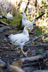 Village chicken in the backyard of country house