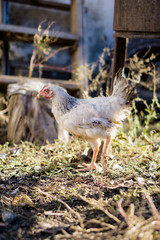 Village chicken in the backyard of country house