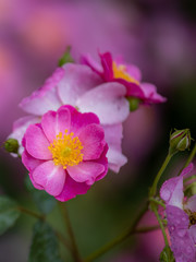 Fototapeta premium バラ