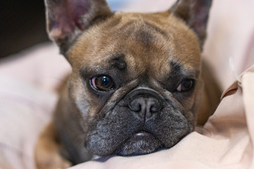 Cute adorable French Bulldog lying on pillow portrait