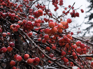 Branches of a Chinese apple tree or Siberian crab with tiny red apples powdered by snow on a cloudy November day.