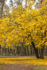 Naklejka premium Magic Mulberry tree with golden leaves in autumn park