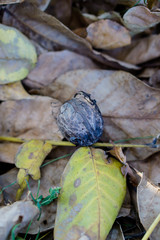 Ripe walnuts fallen from a tree laying in autumn leaves